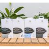 Google Pixel Watch 2 LTE New PhoneZstore.vn