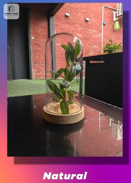 So Sánh Google Pixel 11 Và Pixel 10: Nâng Cấp Kín Đáo Hay Bước Giậm Chân Tại Chỗ? 8 Giao diện chụp ảnh Magic Capture và tính năng Camera Looks trên Pixel 11 - PhoneZStore.vn